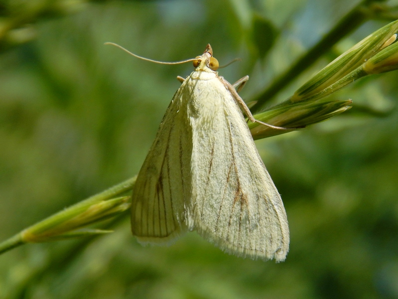 Lepidotteri da ID